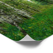 Poster Belle forêt de bouleaux (Coin)