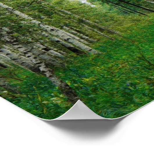 Poster Belle forêt de bouleaux (Coin)