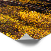 POSTER BELLE FORÊT DE PINS (Coin)