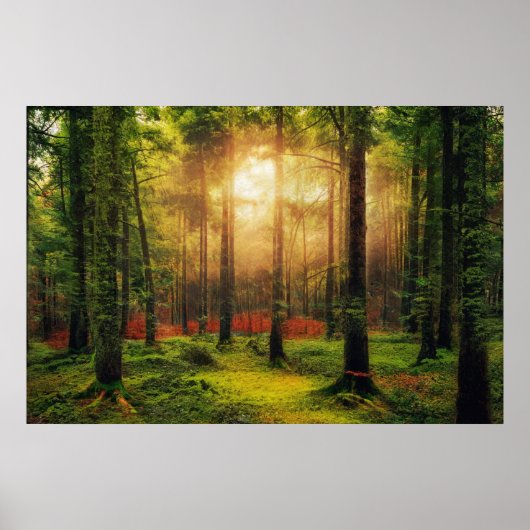 Poster Belle forêt d'été Sunrise Paysage (Devant)