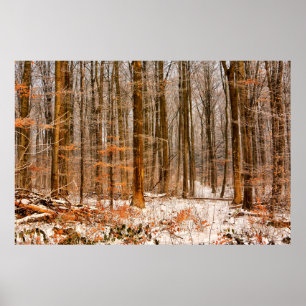 Poster Belle forêt d'hiver avec la neige