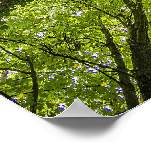 Poster Belle forêt verte (Coin)