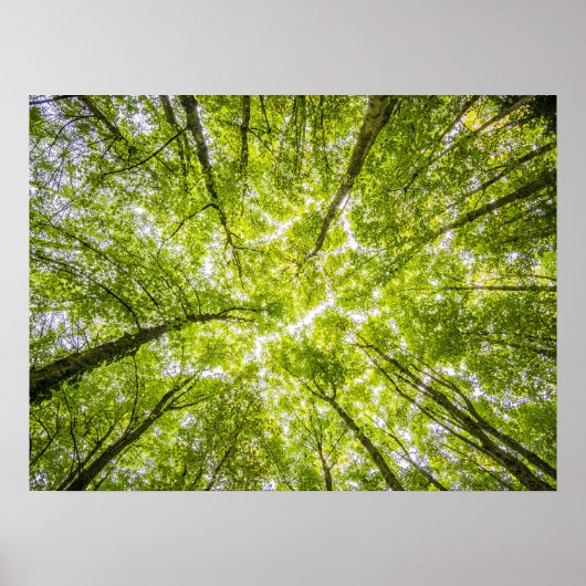Poster Belle forêt verte (Devant)