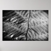 Poster Belle fougère noir et blanc (Devant)