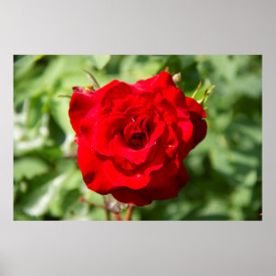 Poster Belle grande rose rouge photo