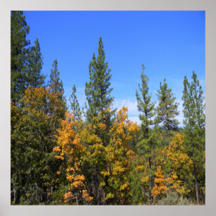 Poster Belle Hayfork, Californie...