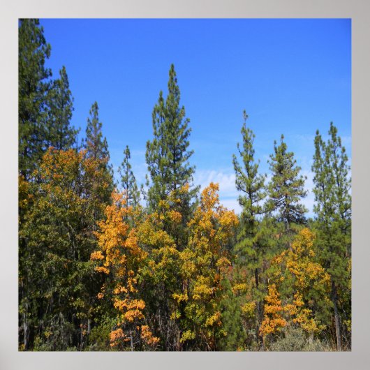 Poster Belle Hayfork, Californie... (Devant)