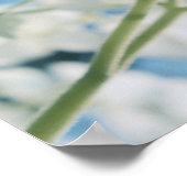 Poster Belle Hydrangée Blanche Blooms Highkey (Coin)