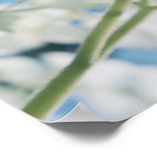 Poster Belle Hydrangée Blanche Blooms Highkey (Coin)