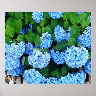 Poster Belle Hydrangée Bleue