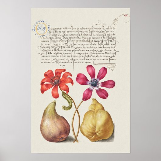 Poster Belle illustration botanique Vintage (Devant)