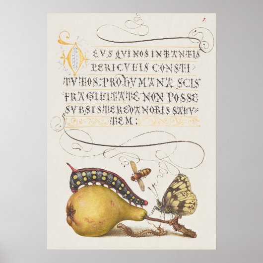 Poster Belle illustration botanique Vintage (Devant)