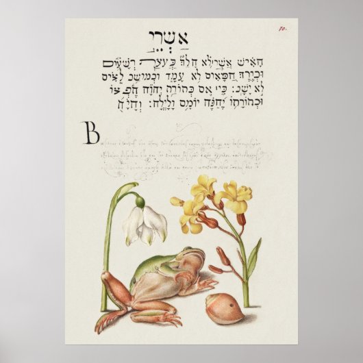 Poster Belle illustration botanique Vintage (Devant)