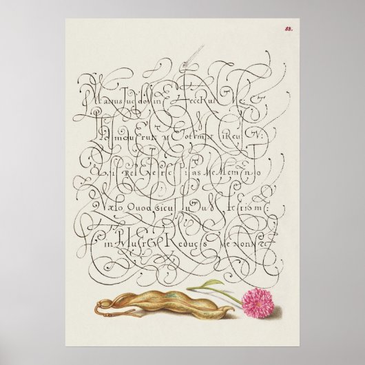 Poster Belle illustration botanique Vintage (Devant)