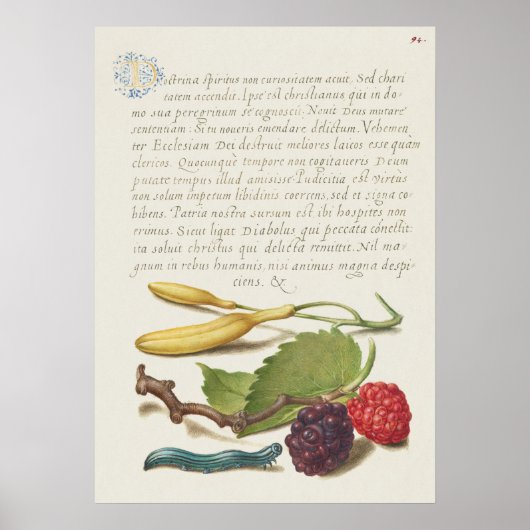 Poster Belle illustration botanique Vintage (Devant)