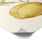 Poster Belle illustration botanique Vintage (Coin)