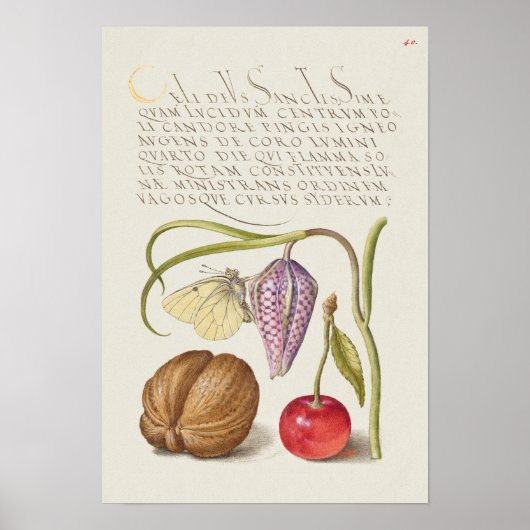 Poster Belle illustration botanique Vintage (Devant)
