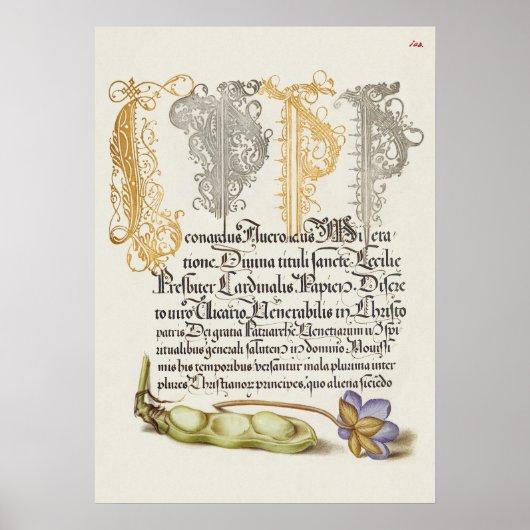 Poster Belle illustration botanique Vintage (Devant)