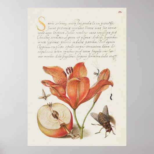 Poster Belle illustration botanique Vintage (Devant)