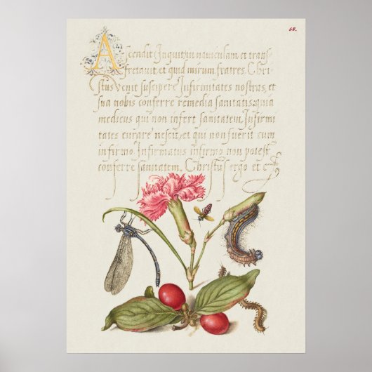 Poster Belle illustration botanique Vintage (Devant)