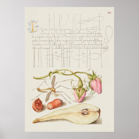 Poster Belle illustration botanique Vintage (Devant)