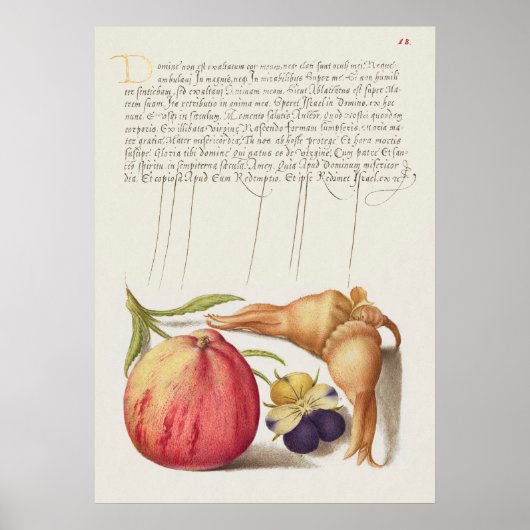 Poster Belle illustration botanique Vintage (Devant)