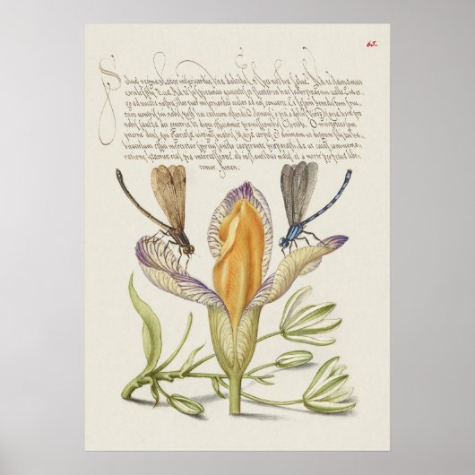 Poster Belle illustration botanique Vintage (Devant)