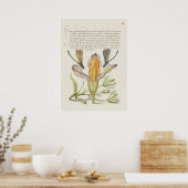 Poster Belle illustration botanique Vintage (Cuisine)