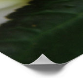 Poster Belle image blanche (Coin)