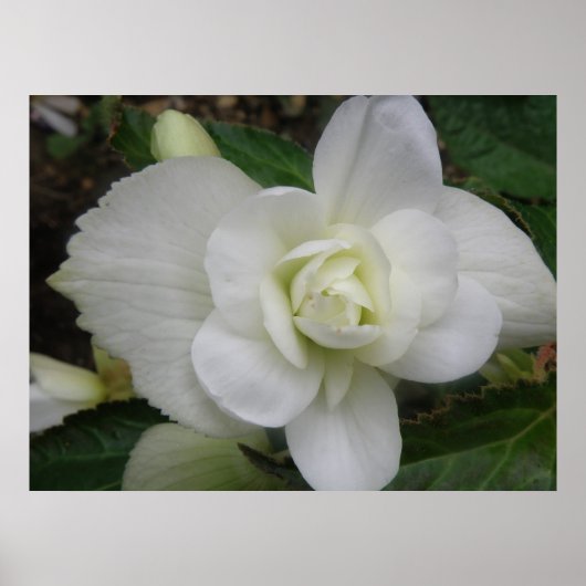 Poster Belle image blanche (Devant)