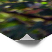 Poster Belle Jay Bleu (Coin)