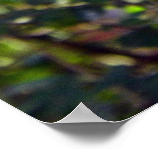 Poster Belle Jay Bleu (Coin)