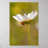 Poster Belle Ladybug sur Daisy (Devant)