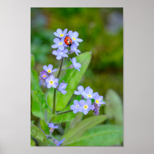 Poster Belle Ladybug sur Forget-me-not
