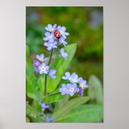 Poster Belle Ladybug sur Forget-me-not (Devant)