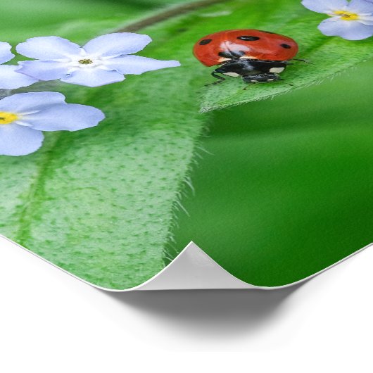 Poster Belle Ladybug sur Forget-me-not (Coin)