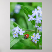 Poster Belle Ladybug sur Forget-me-not (Devant)