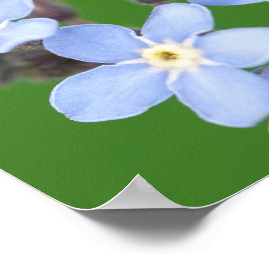 Poster Belle Ladybug sur Forget-me-not (Coin)