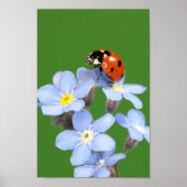 Poster Belle Ladybug sur Forget-me-not (Devant)