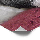 Poster Belle L'Affiche Shih Tzu (Coin)