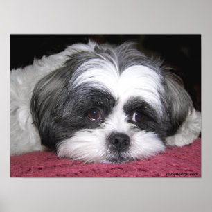 Poster Belle L'Affiche Shih Tzu
