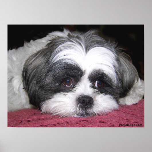 Poster Belle L'Affiche Shih Tzu (Devant)