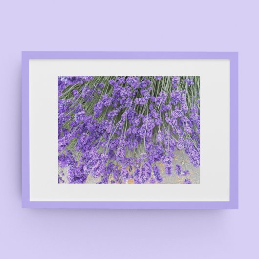 Poster Belle Lavande Fleurit Floral Photographie
