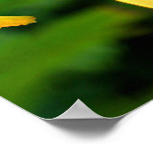 Poster Belle Lys Jaune (Coin)