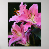 Poster Belle Lys Rose Fleurit (Devant)