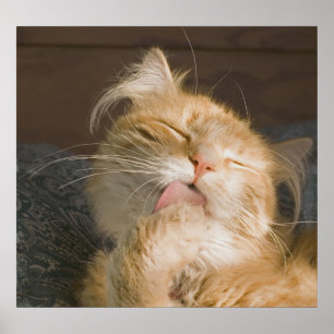 Poster Belle Maine Coon Cat Preening Photo