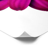 Poster Belle marguerite rose (Coin)