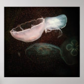 Poster Belle méduse (Devant)