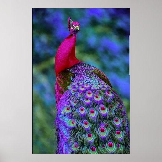 Poster Belle Météo Rouge Violet Couleur Peacock Oiseau (Devant)