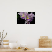Poster Belle orchidée, cattleya (ariel x labiata) (Cuisine)